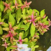 Hydrophila polysperma "Sunset''_img_0