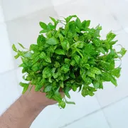 Hydrophila polysperma "Sunset''_img_1