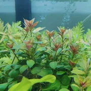 Ludwigia repens_img_0