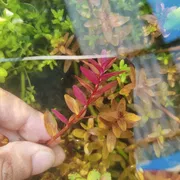 Rotala pink_img_0
