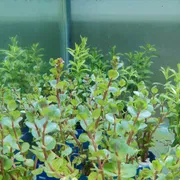 Rotala pink_img_1