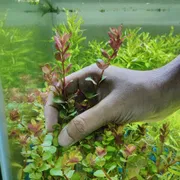 Rotala pink_img_2
