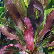 Red rubin sword_img_0