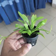 Helanthium tenellum_img_0