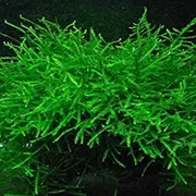 java moss_img_0