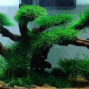 java moss_img_1