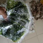 java moss_img_2