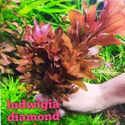 Ludwigia glandulosa diamond_img_0