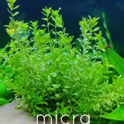 micra carpeting plant_img_0