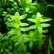 Bacopa caroliniana_img_0