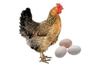 দেশী মুরগীর ডিম (Deshi Chicken Egg)_img_0