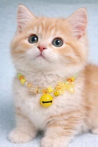 New cat collar 😻🐾_img_0