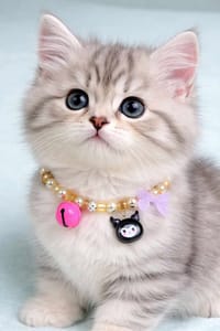 New cat collar 😻🐾_img_1