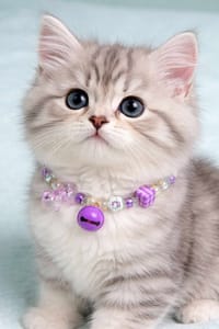 New cat collar 😻🐾_img_1