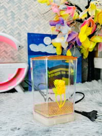 হাফ লিটার মিনি একুরিয়াম মাছ সহ ৮ আইটেম ফুল সেটাপ_img_3