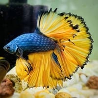 হাফ লিটার মিনি একুরিয়াম মাছ সহ ৮ আইটেম ফুল সেটাপ_img_43