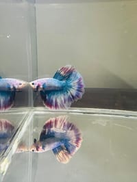 হাফমুন বেট্টা ফিস_img_12