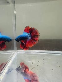 হাফ লিটার মিনি একুরিয়াম মাছ সহ ৮ আইটেম ফুল সেটাপ_img_29