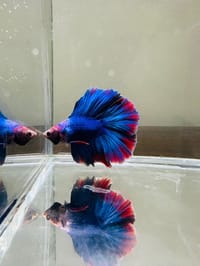 হাফমুন বেট্টা ফিস_img_10