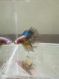 হাফ লিটার মিনি একুরিয়াম মাছ সহ ৮ আইটেম ফুল সেটাপ_img_28