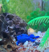 Frogs Toys For Aquarium 1Pcs_img_2