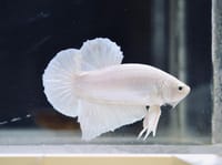 হাফ লিটার মিনি একুরিয়াম মাছ সহ ৮ আইটেম ফুল সেটাপ_img_47