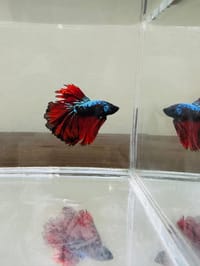 হাফমুন বেট্টা ফিস_img_14