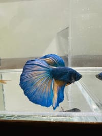 হাফ লিটার মিনি একুরিয়াম মাছ সহ ৮ আইটেম ফুল সেটাপ_img_32