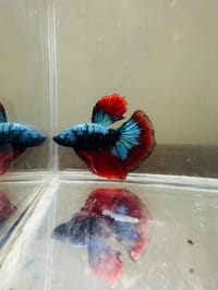 হাফমুন বেট্টা ফিস_img_19