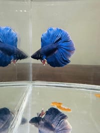 হাফ লিটার মিনি একুরিয়াম মাছ সহ ৮ আইটেম ফুল সেটাপ_img_33