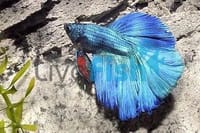 হাফ লিটার মিনি একুরিয়াম মাছ সহ ৮ আইটেম ফুল সেটাপ_img_46