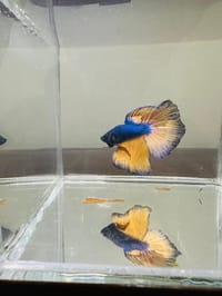 হাফ লিটার মিনি একুরিয়াম মাছ সহ ৮ আইটেম ফুল সেটাপ_img_31