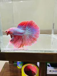 হাফ লিটার মিনি একুরিয়াম মাছ সহ ৮ আইটেম ফুল সেটাপ_img_36