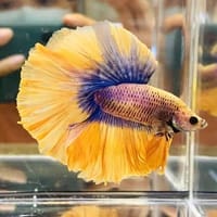 হাফ লিটার মিনি একুরিয়াম মাছ সহ ৮ আইটেম ফুল সেটাপ_img_42