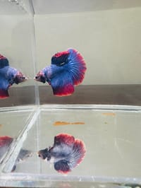 হাফমুন বেট্টা ফিস_img_15