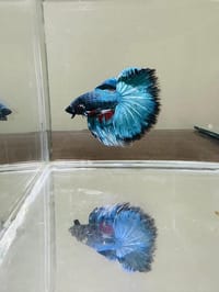 হাফ লিটার মিনি একুরিয়াম মাছ সহ ৮ আইটেম ফুল সেটাপ_img_39