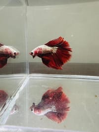 হাফমুন বেট্টা ফিস_img_13