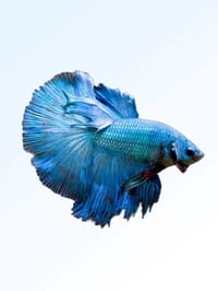 হাফ লিটার মিনি একুরিয়াম মাছ সহ ৮ আইটেম ফুল সেটাপ_img_48