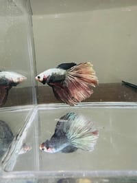 হাফ লিটার মিনি একুরিয়াম মাছ সহ ৮ আইটেম ফুল সেটাপ_img_38