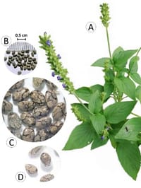 Chia Seeds - 1KG ( চিয়া সীড )_img_3