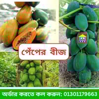 সেরা জাতের পেঁপে_img_0