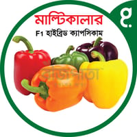 মাল্টিকালার এফ১ হাইব্রিড ক্যাপসিকাম বীজ। Multicolor F1 Hybrid Capsicum Seeds_img_0