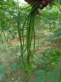 উচ্চ ফলনশীল থাই বরবটির বীজ ( ভাইরাস মুক্ত জাত )_img_0