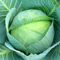 সেরা জাতের হাইব্রিড  বাঁধাকপি । F1 Hybrid Cabbage Seeds_img_0