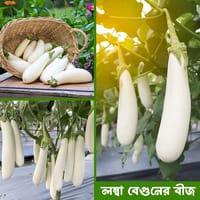 হাইব্রিড সাদা বেগুন। Hybrid white eggplant_img_0