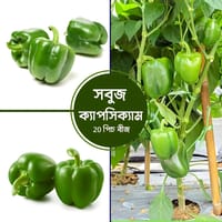 সবুজ ক্যাপসিকাম / Capsicum Green F1 Hybrid Seeds_img_0