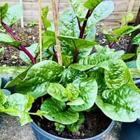 পুঁই শাক বীজ_img_0