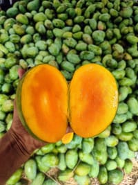 সুরমা ফজলী আম (Surma Fazlee Mango)_img_2