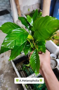 🍀Anubias Hetaropholia_img_2