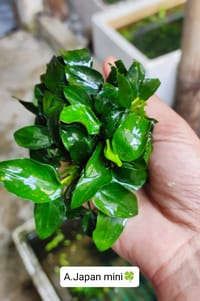 🍀Anubias Japan Mini_img_0